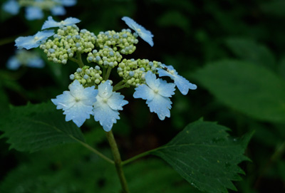 DSC01104.jpg