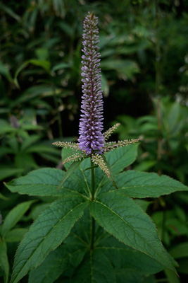 DSC01141.jpg