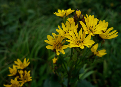 DSC01127.jpg