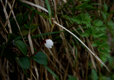 DSC01440.jpg