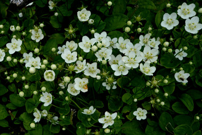 DSC01862.jpg