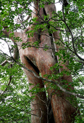 DSC01787.jpg