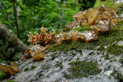 DSC01770.jpg