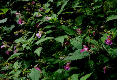DSC01749.jpg