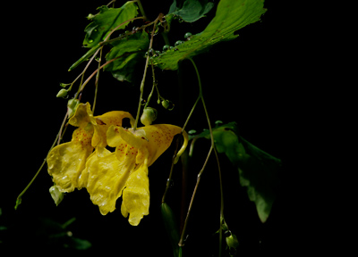 DSC01747.jpg