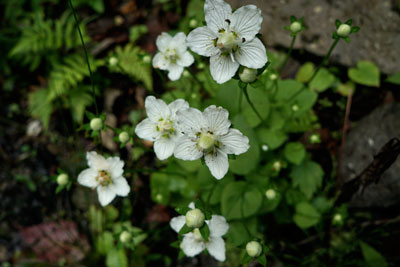 DSC01745.jpg