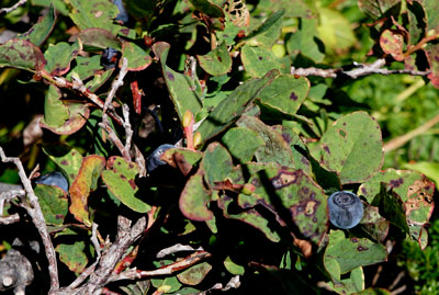 DSC02074.jpg