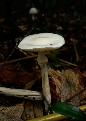DSC02258.jpg
