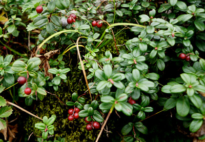 DSC02399.jpg
