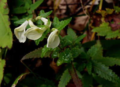 DSC02723.jpg
