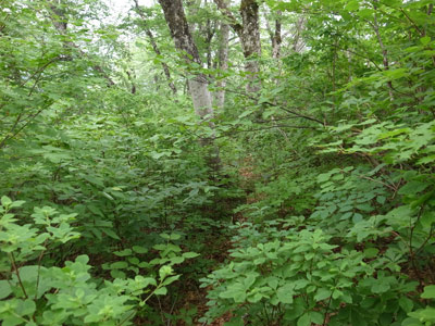 R9306052.jpg
