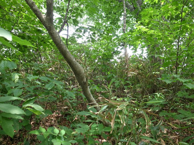 R9306046.jpg