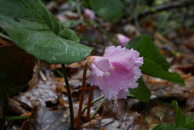 DSC09125.jpg