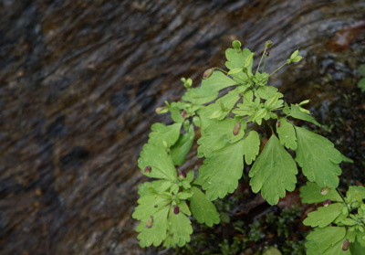 DSC09107.jpg