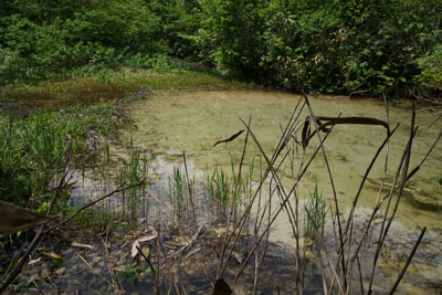 ORG_DSC09774.jpg