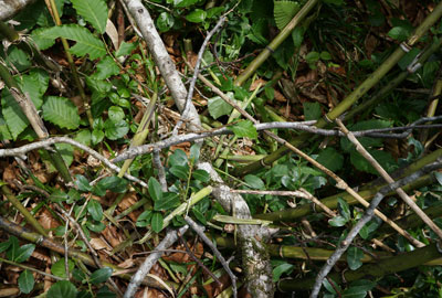 ORG_DSC09740.jpg
