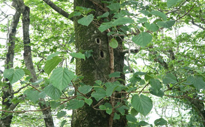 ORG_DSC09734.jpg