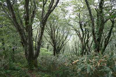 ORG_DSC09733.jpg