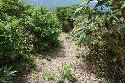 ORG_DSC09726.jpg