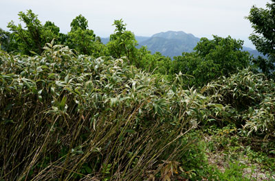 ORG_DSC09723.jpg