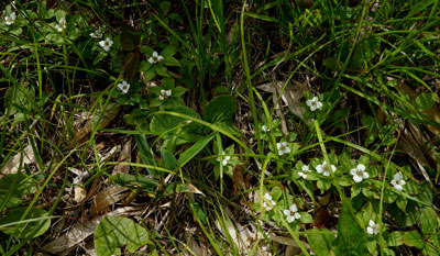 ORG_DSC09704.jpg
