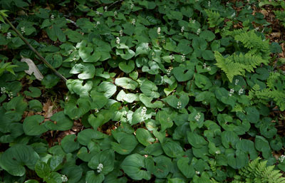 ORG_DSC09703.jpg