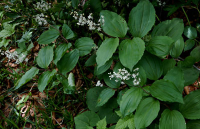 ORG_DSC09699.jpg