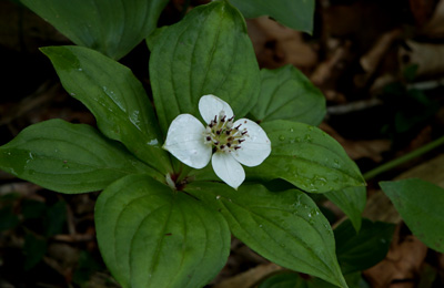ORG_DSC09682.jpg