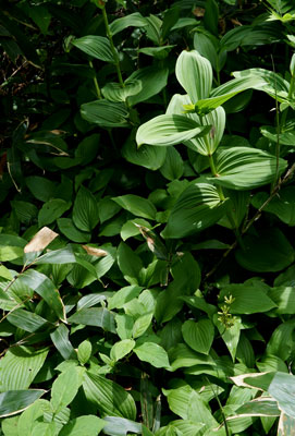 ORG_DSC09659.jpg