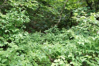 ORG_DSC09633.jpg