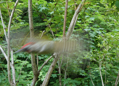 ORG_DSC09990.jpg