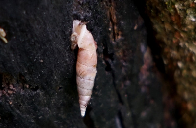 ORG_DSC09860.jpg