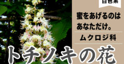 トチノキの花は虫を騙す