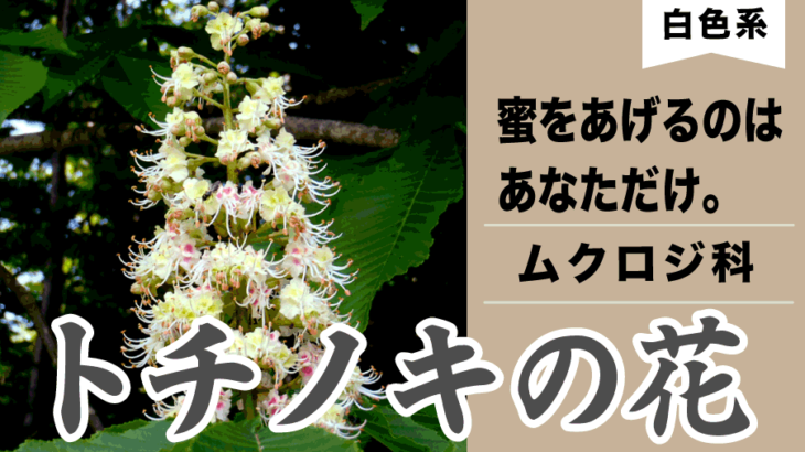 トチノキの花は虫を騙す