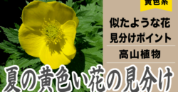 黄色い花の予習して東北の夏山へゴー！