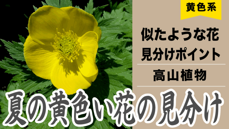 黄色い花の予習して東北の夏山へゴー！