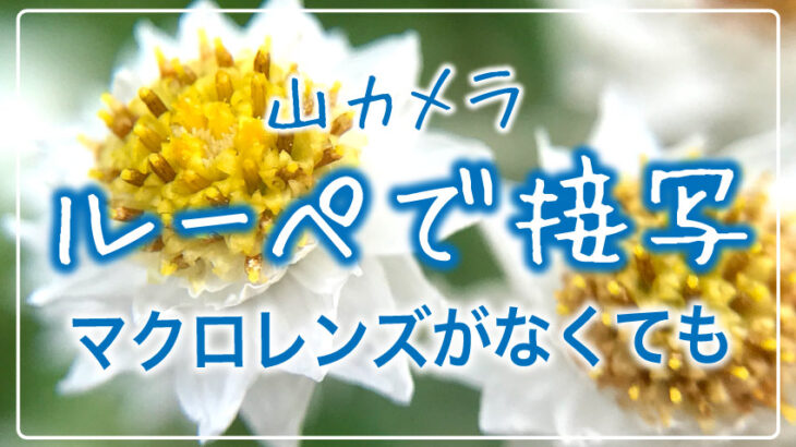 【山カメラ】ルーペがあると楽しい！マクロレンズの代わりにルーペでコケや花の小さな世界を撮影してみよう！