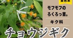 【黄色の花】チョウジギク　日本海側の山で出会えるろくろっ首フォルム