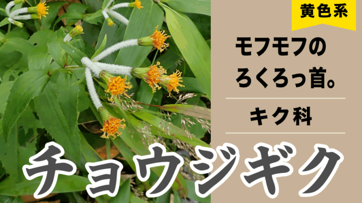 【黄色の花】チョウジギク　日本海側の山で出会えるろくろっ首フォルム