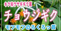【黄色の花】チョウジギク　日本海側の山で出会えるろくろっ首フォルム