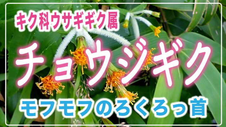 【黄色の花】チョウジギク　日本海側の山で出会えるろくろっ首フォルム
