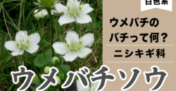 【白い花】ウメバチソウ　ウメは梅のこと、じゃあバチってなに？