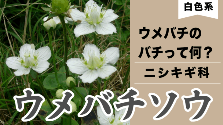 【白い花】ウメバチソウ　ウメは梅のこと、じゃあバチってなに？