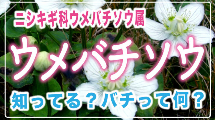 【白い花】ウメバチソウ　ウメは梅のこと、じゃあバチってなに？