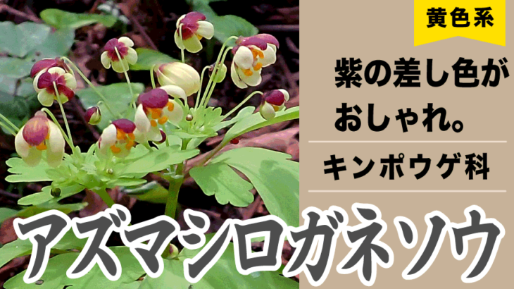 【黄色い花】アズマシロガネソウ