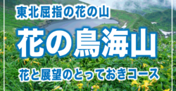 【鳥海山登山】さくっと花を楽しみたい人のためのベストコース