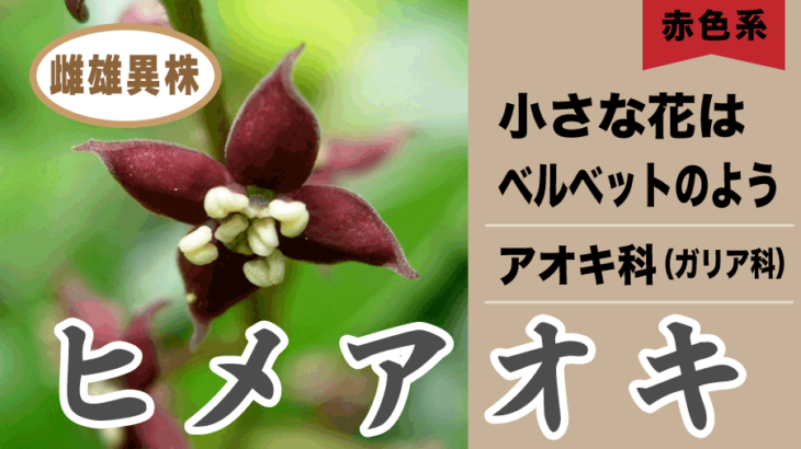 【赤色の花】ヒメアオキ　雪国仕様に進化したアオキ