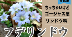 フデリンドウ