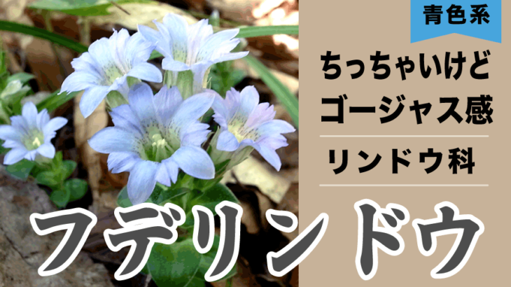 【青色の花】フデリンドウ