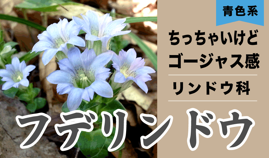 フデリンドウ